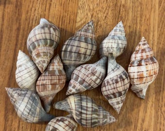 Conchiglie di tulipano fasciate / Conchiglie della Florida raccolte a mano / Decorazioni costiere