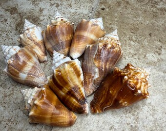 Rare conchiglie di Strombus commensale della Florida / Mezzo chilo di conchiglie assortite da spiaggia