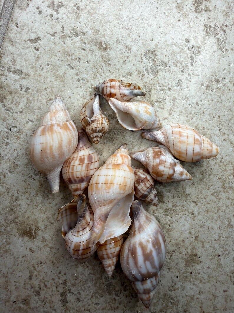 RARE GOLDEN Banded Tulip Seashells | Hand-collected Florida Shells ...