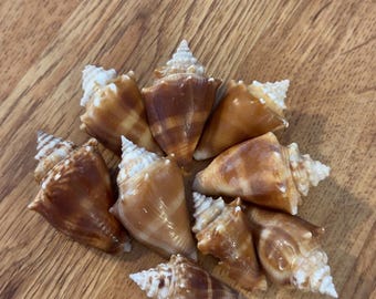 Conchiglie di Strombus combattivi della Florida / Mezzo chilo di conchiglie assortite da spiaggia