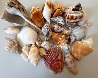 Conchiglie della Florida miste da mezza libbra / Conchiglie da spiaggia naturali assortite / Artigianato, decorazioni e esposizione costiera
