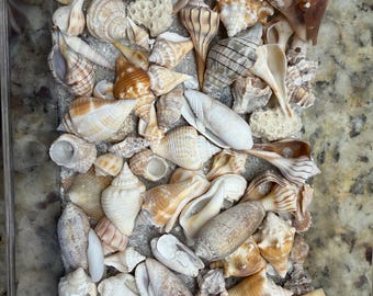 MINIS!!!!!! Conchiglie miste della Florida, mezzo chilo / Assortimento di conchiglie naturali da spiaggia / Artigianato, decorazioni e allestimenti costieri, circa 35 mini incluse