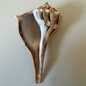 Può includere: Una grande conchiglia a conchiglia con un apice a spirale e un'ampia apertura. Il guscio presenta una miscela di tonalità beige, marrone e bianco, con un interno liscio e lucido. Il guscio è allungato e curvo, con una punta affilata.