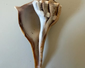 Cioccolata Illuminante grande / Conchiglie naturali assortite da spiaggia / Artigianato, decorazioni e allestimenti costieri