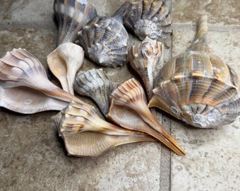 BUCCIOLI ILLUMINANTI / Conchiglie naturali assortite / Artigianato, decorazioni e esposizione costiera