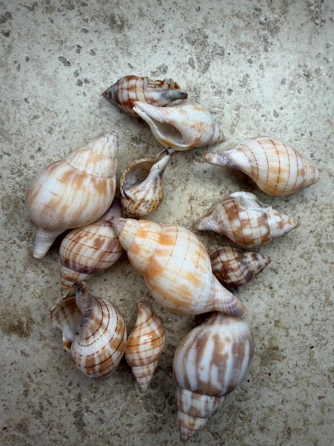 RARE GOLDEN Banded Tulip Seashells | Hand-collected Florida Shells ...