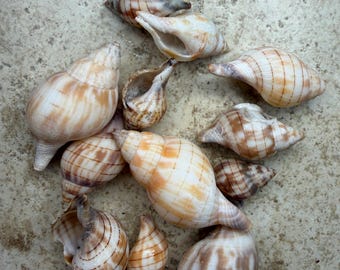 Conchiglie a tulipano dorate rare / Conchiglie della Florida raccolte a mano / Decorazioni costiere