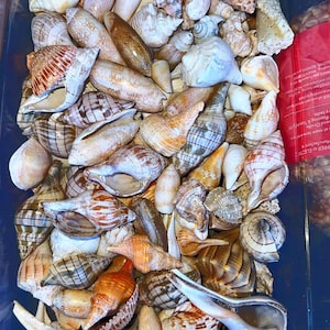 Florida Seashells Mixed Half Pound | Assorted Natural Beach Shells | Craft, Decor & Coastal Display
