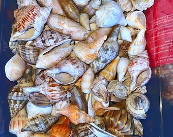 Conchiglie della Florida miste da mezza libbra / Conchiglie da spiaggia naturali assortite / Artigianato, decorazioni e esposizione costiera