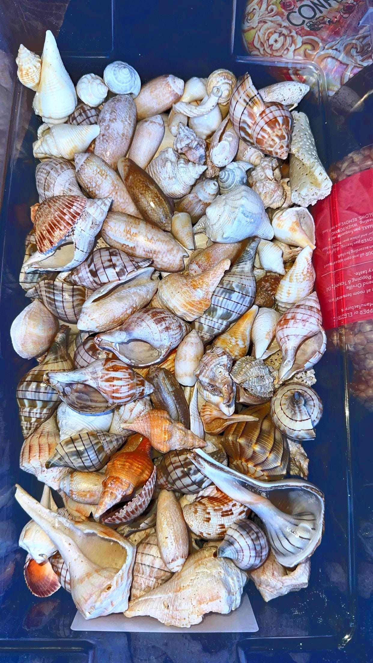 Sea shell collection - Etsy 日本
