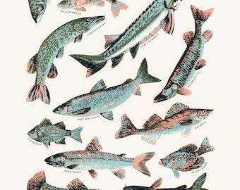 May include: An illustration of freshwater fish found in the Great Lakes water system. The fish are depicted in a colorful, stylized manner with their names labeled below each fish. The fish include: Coho Salmon, Yellow Perch, Northern Pike, Bluegill, Lake Sturgeon, Walleye, Black Crappie, Brook Trout, Channel Catfish, White Bass, Lake Trout, Largemouth Bass, and Muskie.