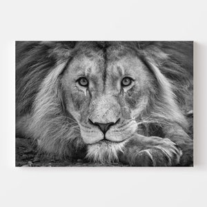 Black and white photo of the face of a lion wall art | Printable digital download | Wildlife b&w animal decor poster picture wild animals