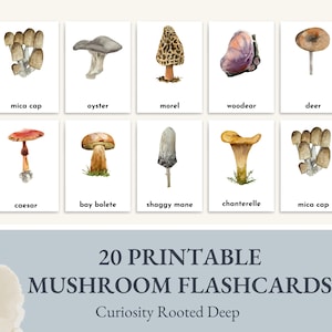 Flashcards de Cogumelos | Download Instantâneo | Cartões de Fungos | Flashcards Educacionais | | Educação Domiciliar | Charlotte Mason Learning | Nature Journal