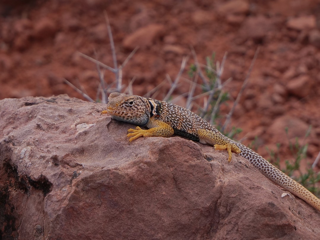 Blue Collared Lizard of Utah's Desert Wilderness Canvas Photo Print Etsy