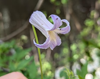 Clematis crispa Swamp Leather flower 10 seeds Florida Native
