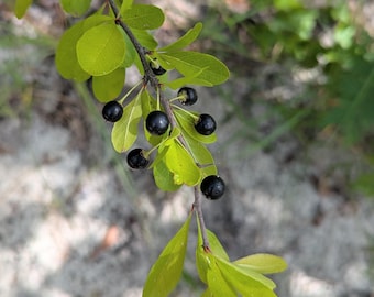 Tough Bully Tough Buckthorn Sideroxylon tendrax 8 seeds Florida Native