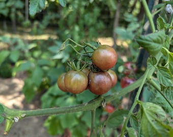 Chocolate Cherry Heirloom Tomato 30+ Seeds and free seeds with your order
