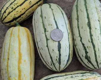 Delicata Squash 20+ seeds