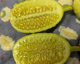 Burr Gherkin Cucumis anguria Fresh and Crunchy 30+ seeds