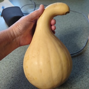 May include: A light tan gourd with a bulbous body and a curved neck. The gourd is held in a hand, showcasing its smooth, textured surface and natural shape. The gourd has small, darker spots.