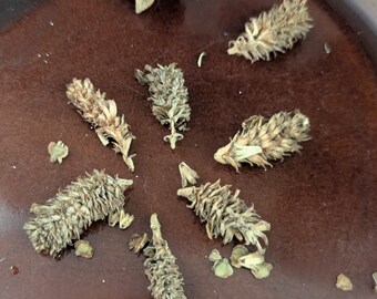 River Birch Tree Betula nigra seeds Florida Native