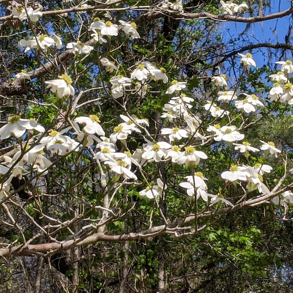 Flowering Dogwood seeds - Cornus florida, 25 seeds