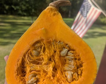 Seminole Pumpkin Cucurbita moschata 14 seeds Florida Native
