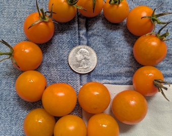 Orange Cherry Heirloom Tomato 30+ seeds