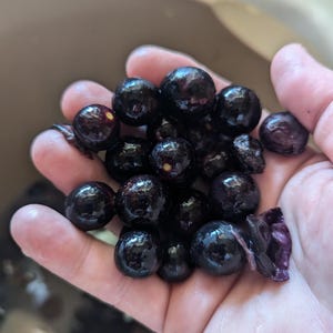 Muscadine seeds Scuppernong 12 seeds (Vitis rotundifolia) Wild grape seeds