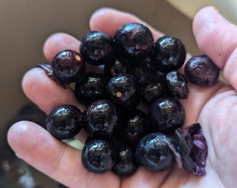 Muscadine Grape Seeds: Scuppernong Variety (Vitis Rotundifolia) - 12 Seeds Florida Native