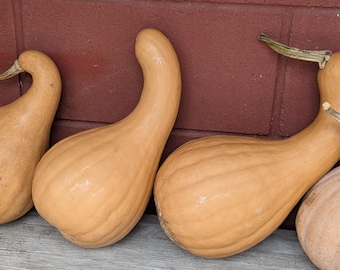 Seminole Pumpkin -type 14 Crookneck-shaped Cucurbita moschata 14 seeds Florida Native