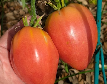 Big Dolly Red - Heirloom Oxheart 20+ seeds