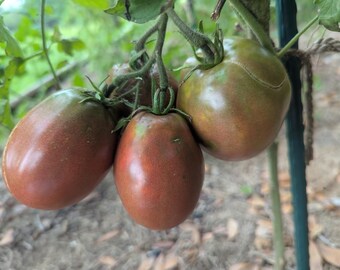 Purple Russian Heirloom tomato 30+ seeds