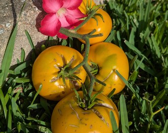Azoychka Beefsteak Heirloom Tomato 30+ seeds