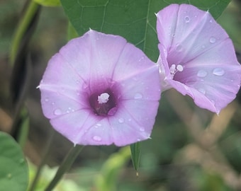 Ipomoea triloba Florida Native Tie-vine Littlebell 15 seeds