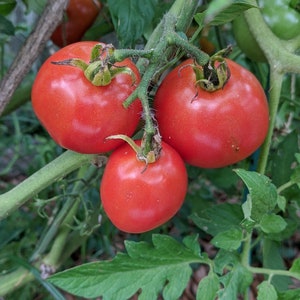 Super Sioux or Lakota Heirloom Tomato 30+ Seeds and free Basil seeds with your order