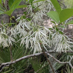 Grancy Greybeard, White Fringe Tree, Chionanthus virginicus 13+ seeds