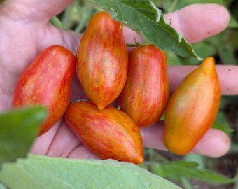 Prairie Fire Heirloom Tomato 20+ Seeds
