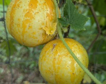 Lemon Cucumber Heirloom 20+ seeds