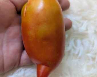 Cow Teat Cow's Tit Heirloom Tomato Rare 20 seeds