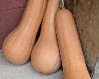 Seminole Pumpkin -type 14 Butternut-shaped Cucurbita moschata 14 seeds Florida Native