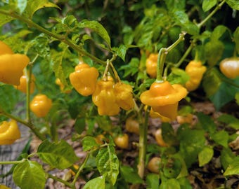 Trinidad Perfume Pepper 15+ pepper seeds