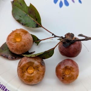 May include: Four ripe persimmons with a stem and leaves on a white plate. The persimmons are orange and brown with a small hole in the center.