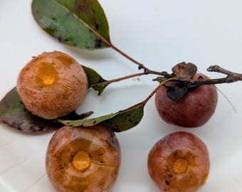 American Persimmon Seeds 11 seeds Diospyros Virginiana Florida Native