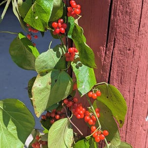 May include: A close-up of a climbing vine with bright green leaves and clusters of small, round, red berries. The vine is growing on a weathered, reddish-brown wooden post, with a concrete surface in the background.