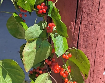 Pigeonberry, Rouge Plant, Bloodberry - Rivina humilis 20 seeds Florida Native