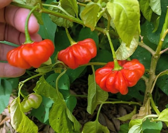 Aje Dulce pepper, Roberto's Cuban Seasoning pepper 12+ seeds
