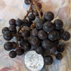May include: A cluster of dark purple grapes with a quarter coin for size comparison. The grapes are round and appear ripe, with a slightly dusty bloom. The stems are brown and woody, and the background is a floral patterned fabric.