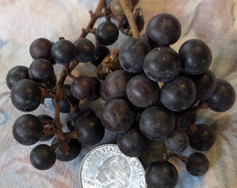 Fox Grape Seeds: Wild Sweet Concord-Type Vine - 25 Seeds Florida Native