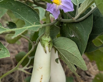 Casper Heirloom Eggplant 20+ seeds